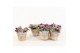 Tradescantia albiflora nanouk in wood bruin 