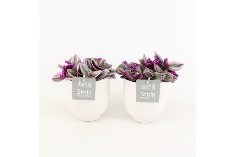 Tradescantia albiflora nanouk in liv keramiek 