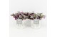 Tradescantia albiflora nanouk in wood wit 