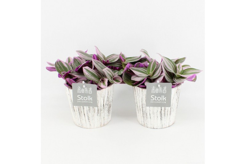 Tradescantia albiflora nanouk in wood wit 