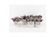 Tradescantia albiflora nanouk in wood wit 