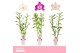 Dendrobium nobile mix 2-spike 65+ cm Orchid Collection 55 bl. 