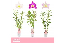 Dendrobium nobile mix 2-spike 65+ cm Orchid Collection 55 bl.