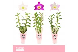 Dendrobium nobile mix 2-spike 65+ cm Orchid Collection Potcover 55 bl.