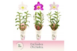 Dendrobium nobile mix 2-spike Exclusiva Orchidea Potcover 50 bl.