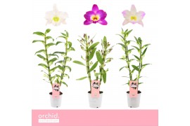 Dendrobium nobile mix 2-spike Orchid Collection 45 bl.