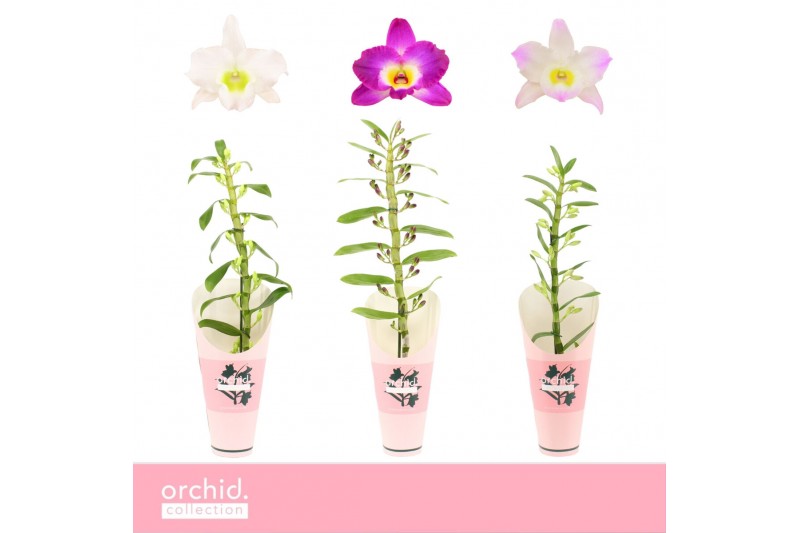Dendrobium nobile mix 1-spike 65+ cm Orchid Collection Potcover 25 bl. 
