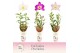 Dendrobium nobile mix 2-spike 65+ cm Exclusiva Orchidea Potcover 60 bl 