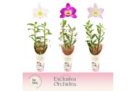 Dendrobium nobile mix 2-spike 65+ cm Exclusiva Orchidea Potcover 60 bl