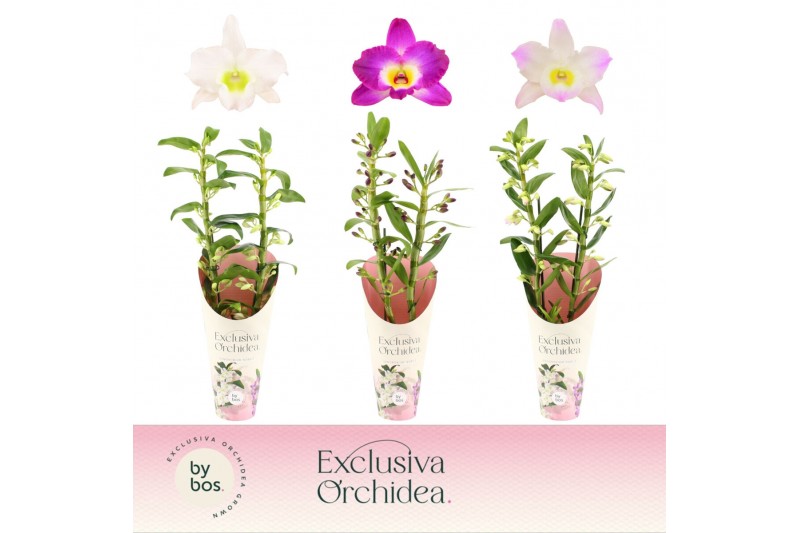Dendrobium nobile mix 2-spike 65+ cm Exclusiva Orchidea Potcover 60 bl 