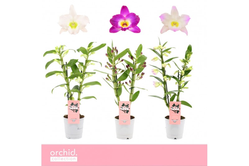 Dendrobium nobile mix Dendrobium Nobilé, Mix 2-spike Compact Orchid Co Dendrobium nobile mix Dendrobium Nobilé, Mix 2-spike Compact Orchid Co