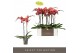 Phalaenopsis oranje Optistar Asian Coral 2 spike 15 bl. 2 tak/plnt 