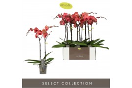 Phalaenopsis oranje Optistar Asian Coral 2 spike 15 bl. 2 tak/plnt