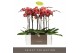 Phalaenopsis oranje Optistar Asian Coral 2 spike 15 bl. 2 tak/plnt 