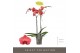 Phalaenopsis oranje Optistar Asian Coral 2 spike 15 bl. 2 tak/plnt 