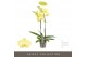 Phalaenopsis anthura ferrara 2 tak optistar 