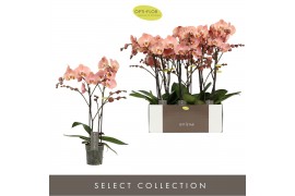 Phalaenopsis oranje 2 tak optistar suki