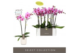 Phalaenopsis roze Optistar Yoko 2spike in White Molise Aquo
