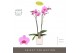 Phalaenopsis roze Optistar Yoko 2spike in White Molise Aquo 