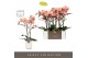 Phalaenopsis oranje Optistar Suki 2spike in White Molise Aquo 