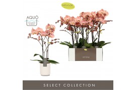 Phalaenopsis oranje Optistar Suki 2spike in White Molise Aquo