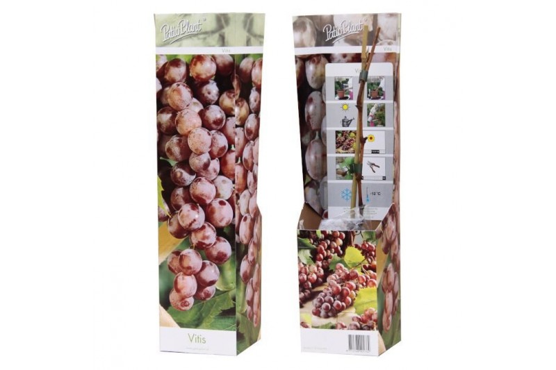 Vitis vinifera rood 