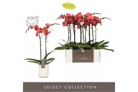 Phalaenopsis oranje Optistar Asian Coral 2spike in White Molise Aquo