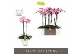 Phalaenopsis roze Optistar Madonna 2spike + Aquo Molise White