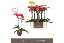 Phalaenopsis oranje Optistar Asian Coral 2 spike in Emilia Brown Aquo 