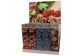 Vaccinium mix