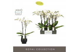Phalaenopsis wit Maistro Beethoven - 2 tak, 18+ bloem - 50cm - Abruzzo