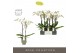 Phalaenopsis wit Maistro Beethoven - 2 tak, 18+ bloem - 50cm - Emilia  