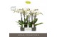 Phalaenopsis wit Maistro Beethoven - 2 tak, 18+ bloem - 50cm - Emilia  