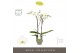 Phalaenopsis wit Maistro Beethoven - 2 tak, 18+ bloem - 50cm - Emilia  