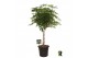Schefflera arboricola compacta stam 