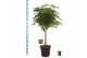 Schefflera arboricola compacta stam 