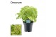 Syngonium golden decorum feel green 