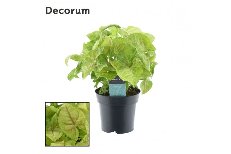 Syngonium golden decorum feel green 