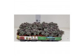 Sedum cauticola lidakense