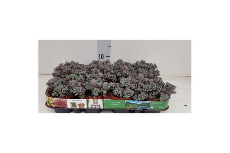 Sedum cauticola lidakense 
