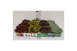 Sedum - sempervivum mix