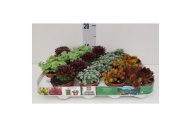 Sedum overig Sedum
