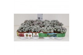 Sedum spathulifolium cape blanco