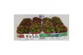 Sempervivum guisepii