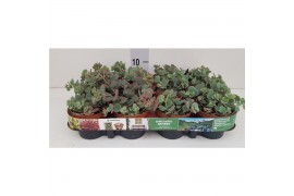 Sedum sieboldii