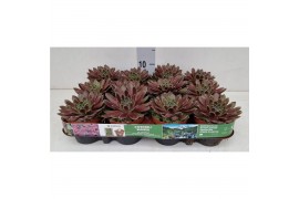 Sempervivum Oslo