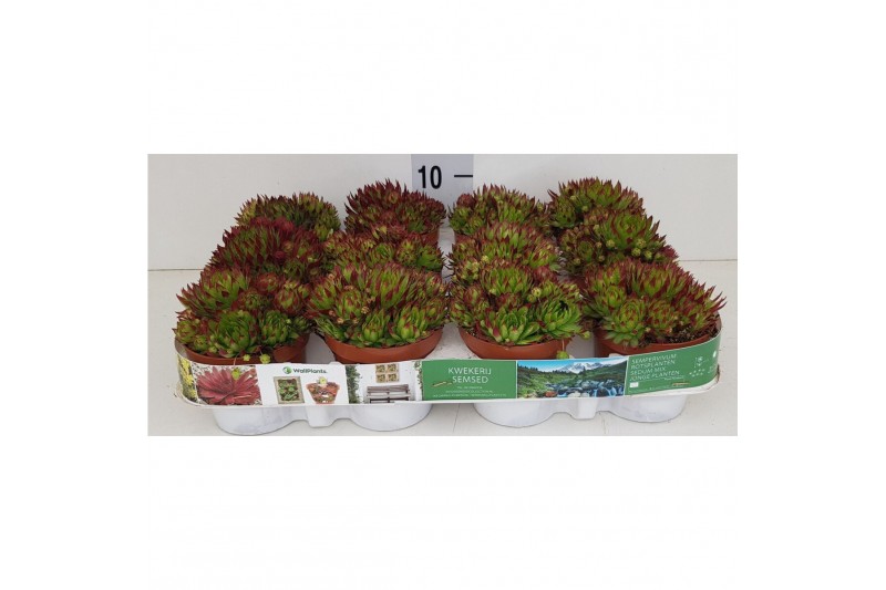 Sempervivum Guiseppi 