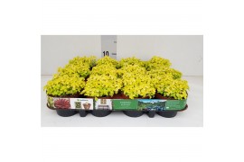 Sedum makinoi kosmosje