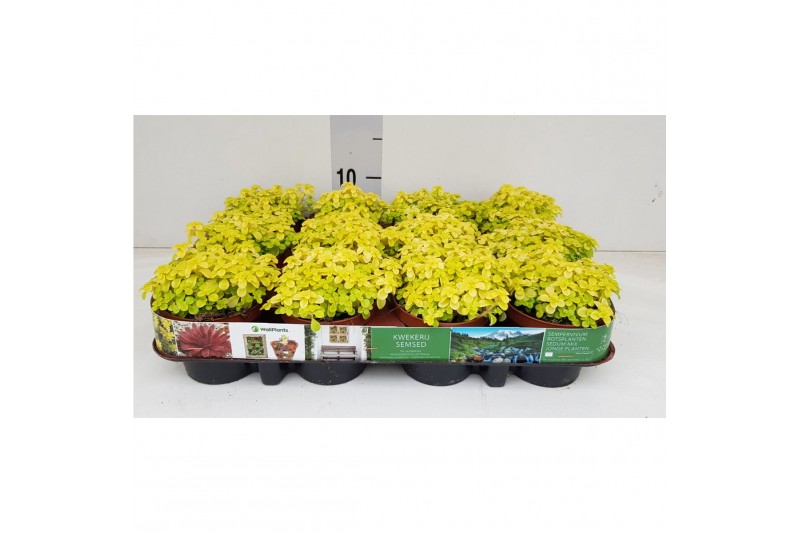 Sedum makinoi kosmosje 