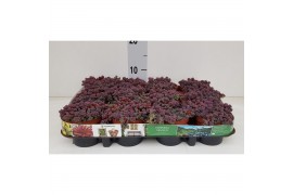 Sedum cyaneum rosenteppich